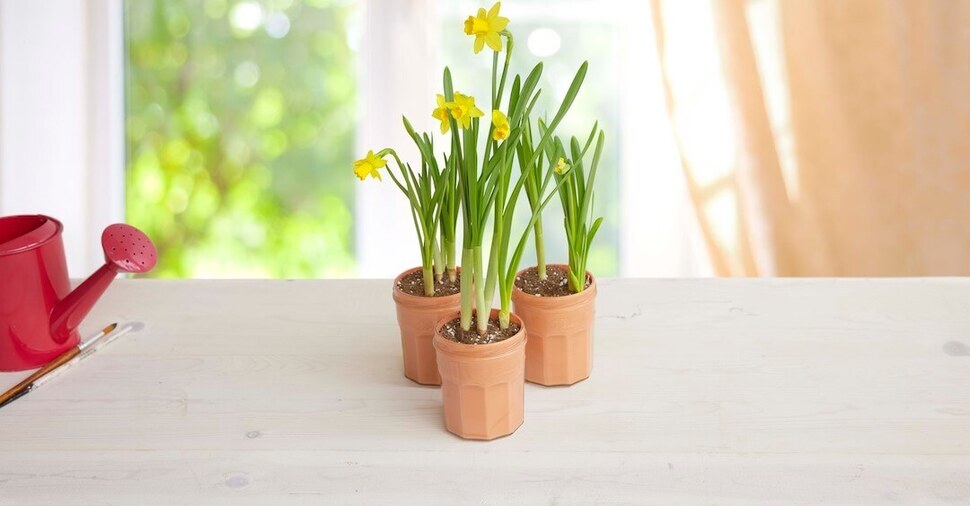 Mini Jonquils in a Jar