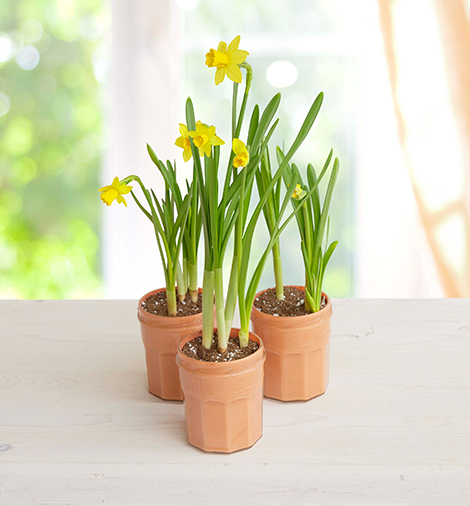 Mini Jonquils in a Jar- Bonne Maman